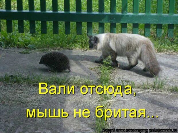 Вали отсюда, мышь не брита...