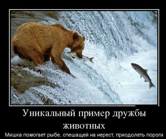 Уникальный пример дружбы животных
Мишка помогает рыбе, спешащей на нерест, преодолевать пороги