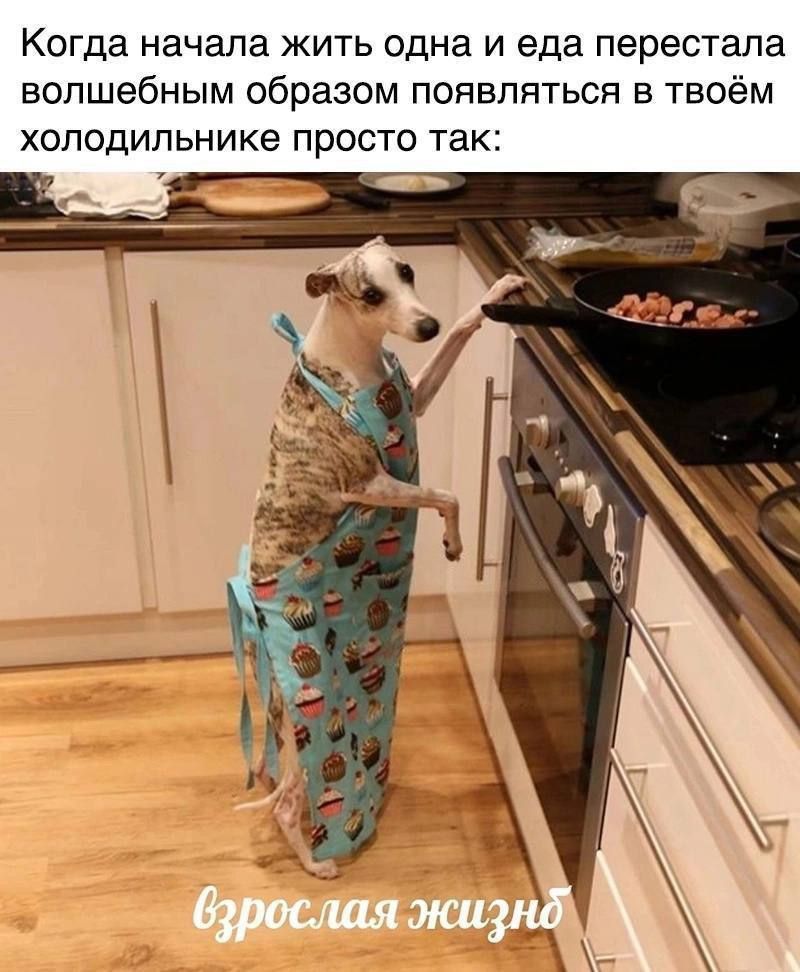 Когда начала жить одна и еда перестала волшебным образом появляться в твоём холодильнике просто так:

взрослая жизнь