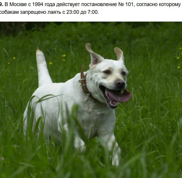 ... в Москве с 1994 года действует постановление № 101, согласно которому собакам запрещено лаять с 23:00 до 7:00.