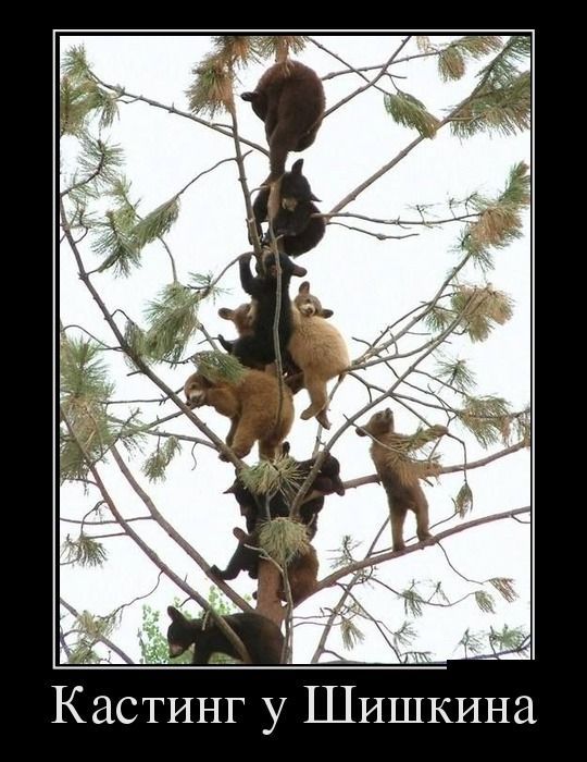 Кастинг у Шишкина