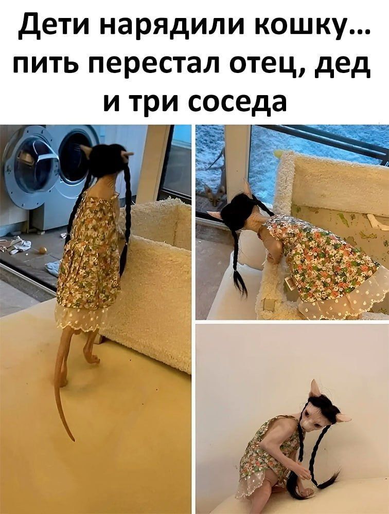 Дети нарядили кошку... пить перестал отец, дед и три соседа