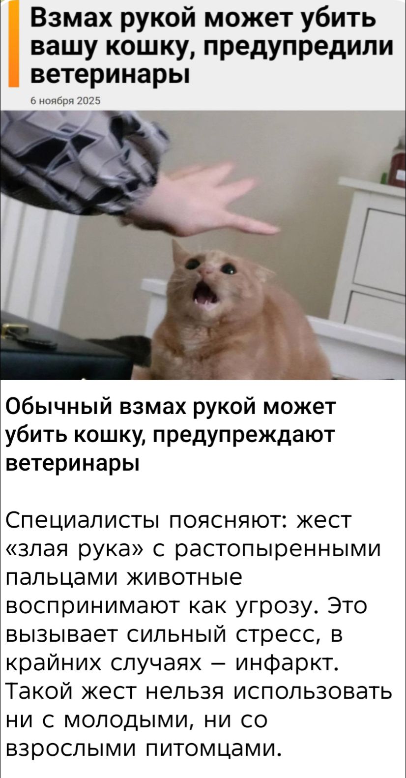 Взмах рукой может убить вашу кошку, предупредили ветеринары
6 ноября 2025
Обычный взмах рукой может убить кошку, предупреждают ветеринары
Специалисты поясняют: жест «злая рука» с распоперенными пальцами животные воспринимают как угрозу. Это вызывает сильный стресс, в крайних случаях – инфаркт. Такой жест нельзя использовать ни с молодыми, ни со взр