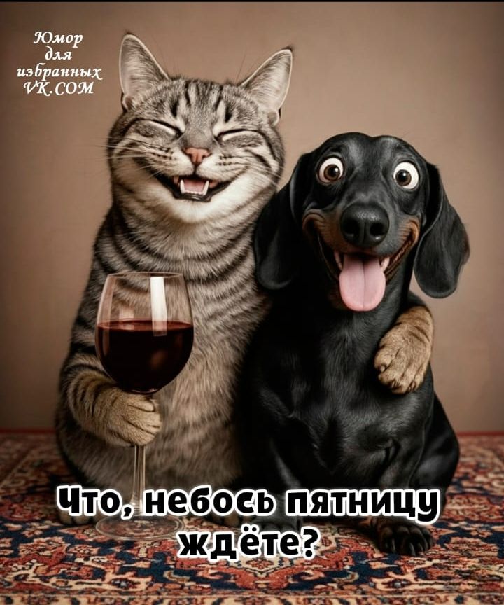 Юмор для избранных VK.COM
Что, небось пятницу ждёте?
