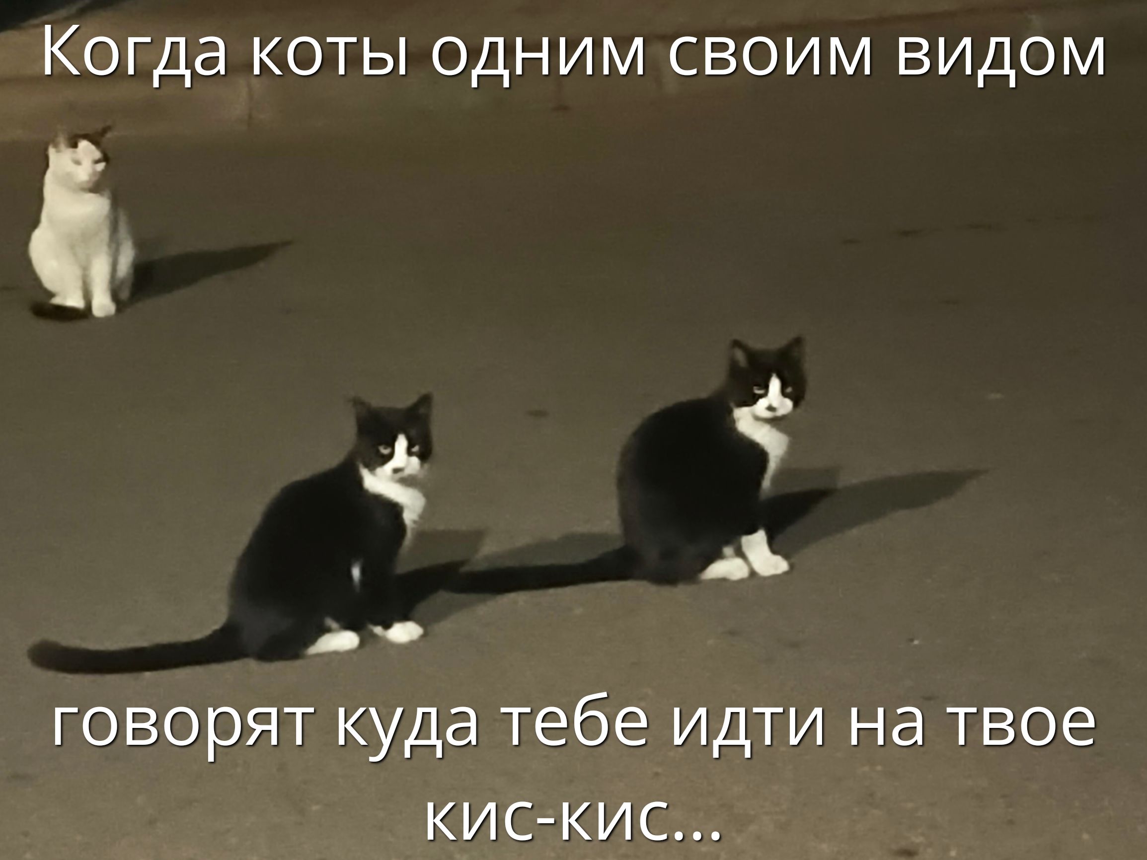 Когда коты одним своим видом говорят куда тебе идти на твоё кис-кис...
