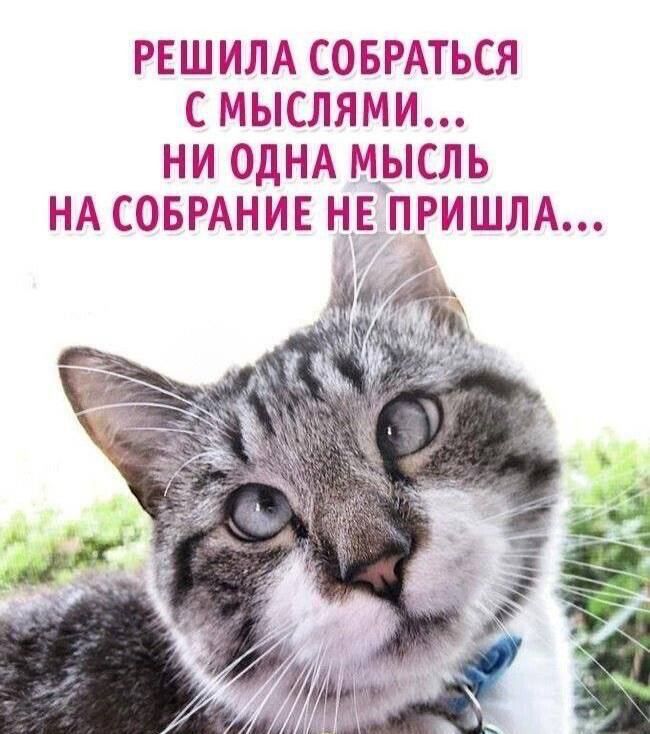 РЕШИЛА СОБРАТЬСЯ С МЫСЛЯМИ... НИ ОДНА МЫСЛЬ НА СБРАНИЕ НЕ ПРИШЛА...