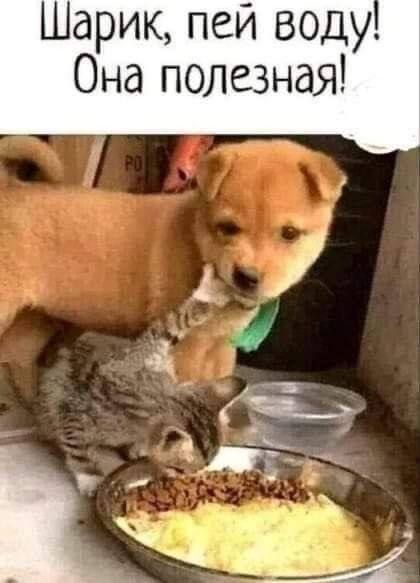 Шарик, пей воду! Она полезная!