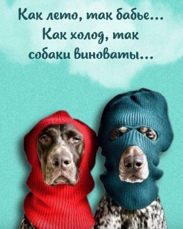 Как лето, так бабьё... Как холод, так собаки виноваты...