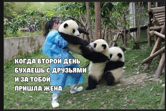 КОГДА ВТОРОЙ ДЕНЬ БУХАЕШЬ С ДРУЗЬЯМИ И ЗА ТОБОЙ ПРИШЛА ЖЕНА
