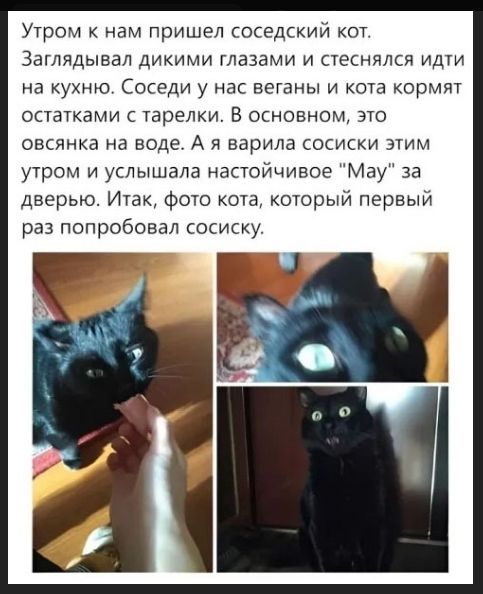 Утром к нам пришел соседский кот. Заглядывал дикими глазами и стеснялся идти на кухню. Соседи у нас веганы и кота кормят остатками с тарелки. В основном, это овсянка на воде. А я варила сосиски этим утром и услышала настойчивое 