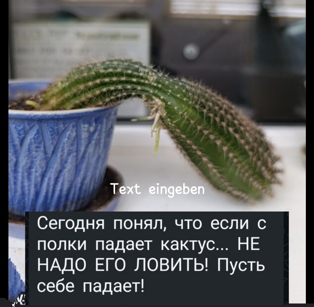 Text eingeben Сегодня понял, что если с полки падает кактус... НЕ НАДО ЕГО ЛОВИТЬ! Пусть себе падает!