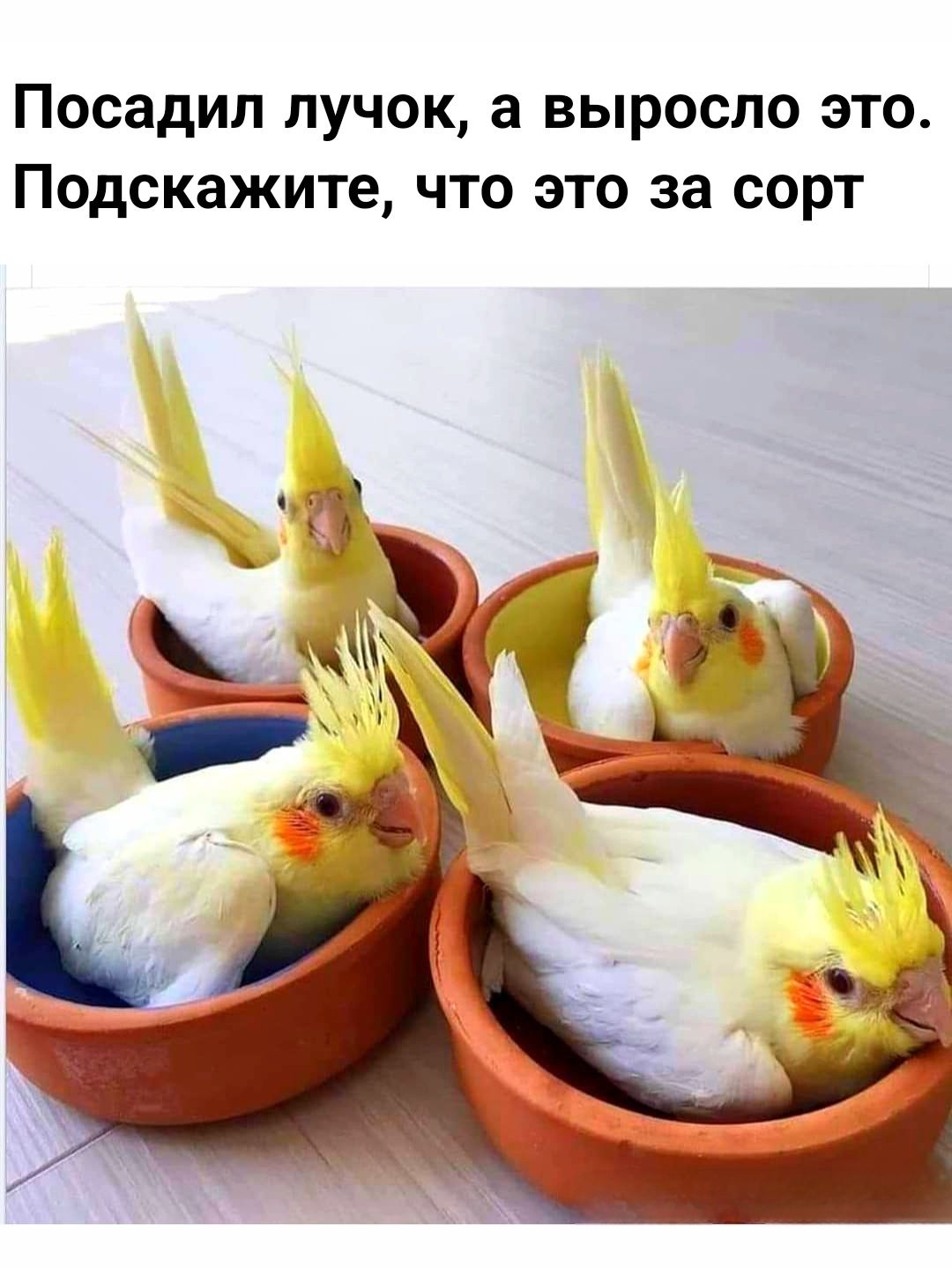 Посадил лучок, а выросло это. Подскажите, что это за сорт