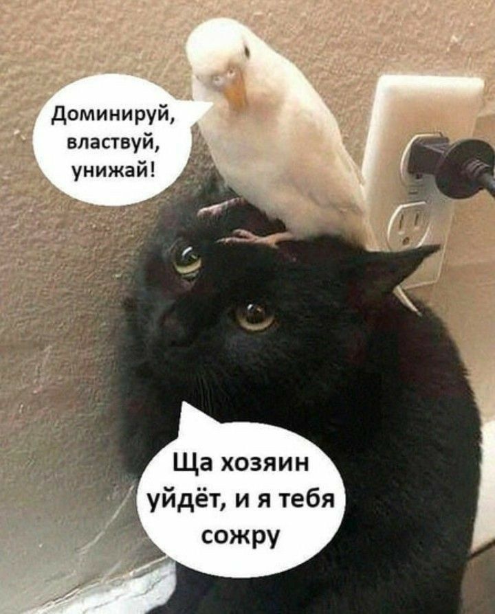 Доминируй, властуй, унижай!\nЩа хозяин уйдёт, и я тебя сожру