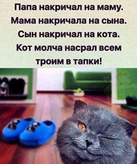 Папа накричал на маму. Мама накричала на сына. Сын накричал на кота. Кот молча насрал всем троим в тапки!