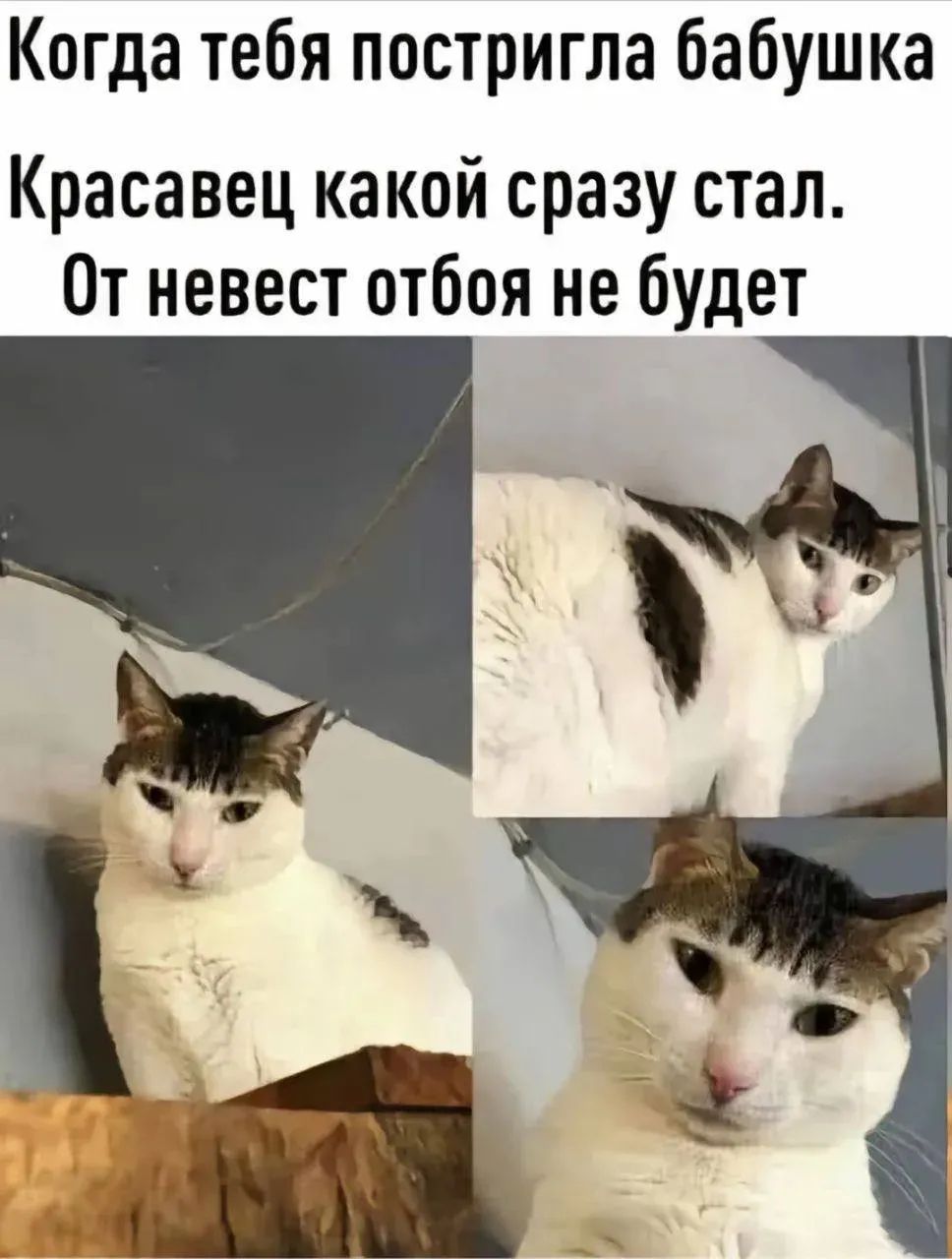 Когда тебя постригла бабушка
Красавец какой сразу стал.
От невест от боя не будет