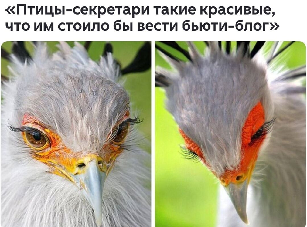 «Птицы-секретари такие красивые, что им стоило бы вести биюти-блог»