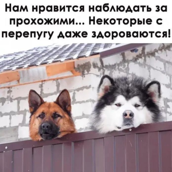 Нам нравится наблюдать за прохожими... Некоторые с перепугу даже здороваются!