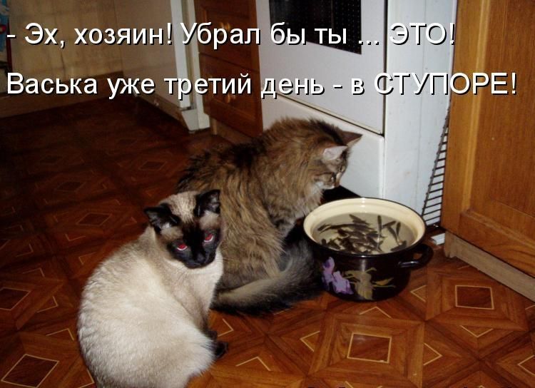 Эх, хозяин! Убрал бы ты ... Это! Васька уже третий день - в ступоре!