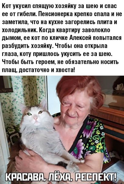 Кот укусил спящую хозяйку за шею и спас ее от гибели. Пенсионерка крепко спала и не заметила, что на кухне загорелись плита и холодильник. Когда квартиру заволокло дымом, ее кот по кличке Алексей попытался разбудить хозяйку. Чтобы она открыла глаза, коту пришлось укусить ее за шею. Чтобы быть героем, не обязательно носить плащ, достаточно и хвоста!