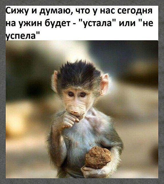 Сижу и думаю, что у нас сегодня на ужин будет - 