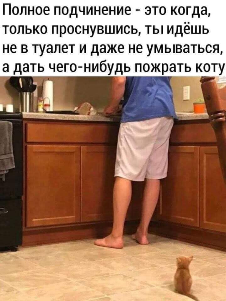 Полное подчинение - это когда, только проснувшись, ты идёшь не в туалет и даже не умываться, а дать чего-нибудь пожрать коту