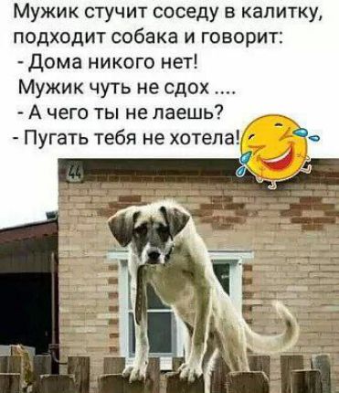Мужик стучит соседу в калитку, подходит собака и говорит:
- Дома никого нет!
Мужик чуть не сдох ....
- А чего ты не лаешь?
- Пугать тебя не хотела!