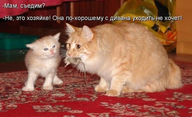 Мам, съедим?
-Не, это хозяйке! Она по-хорошему с дивана уходить не хочет!