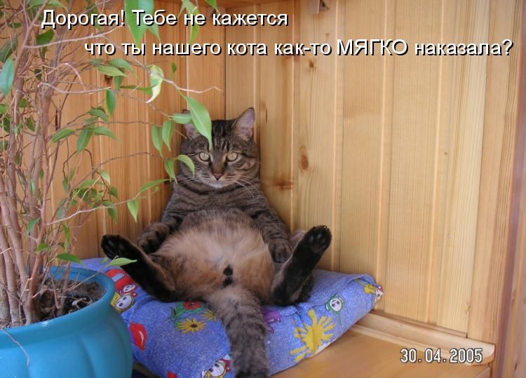 Дорогая! Тебе не кажется что ты нашего кота как-то МЯГКО наказала? 30.04.2005
