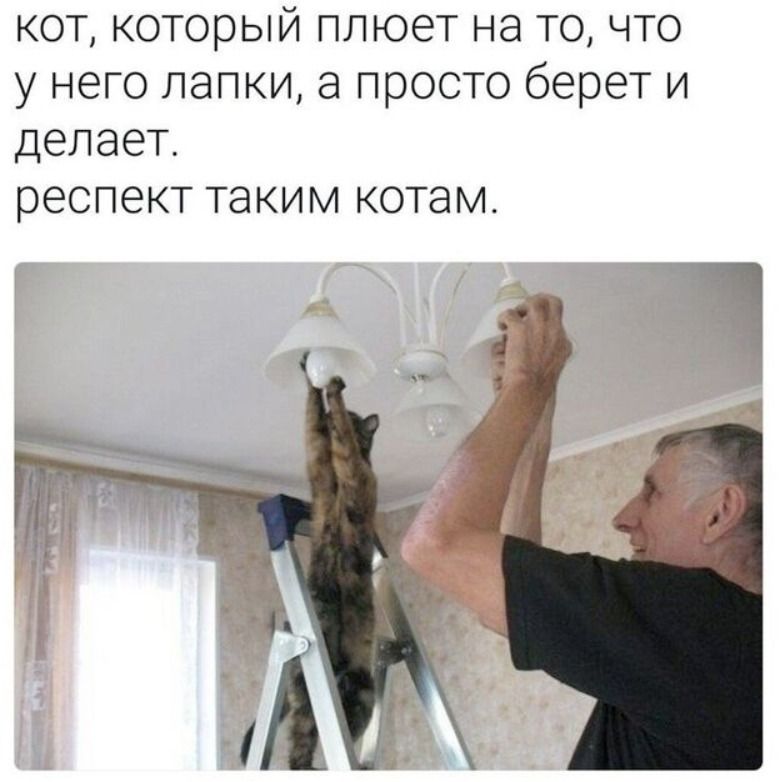 КОТ, КОТОРЫЙ ПЛЮЕТ НА ТО, ЧТО У НЕГО ЛАПКИ, А ПРОСТО БЕРЕТ И ДЕЛАЕТ. РЕСПЕКТ ТАКИМ КОТАМ.