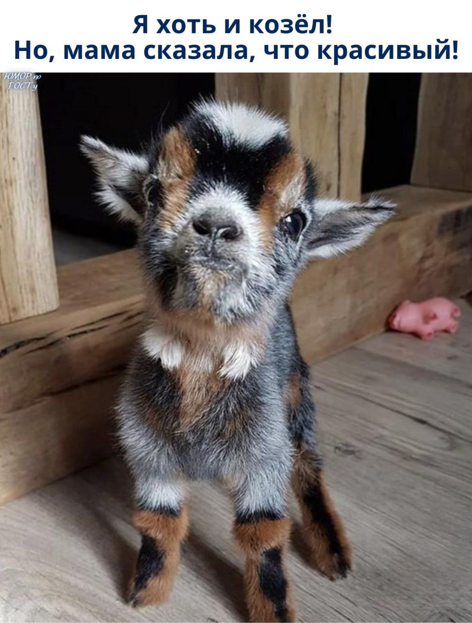 Я хоть и козёл! Но, мама сказала, что красивый!