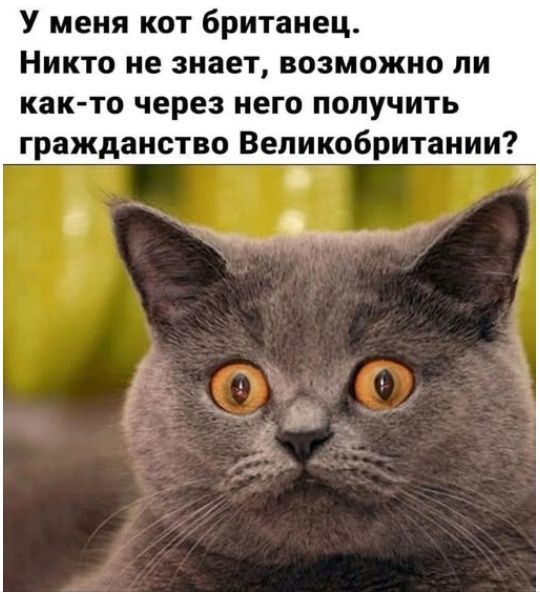 У меня кот британец. Никто не знает, возможно ли как-то через него получить гражданство Великобритании?