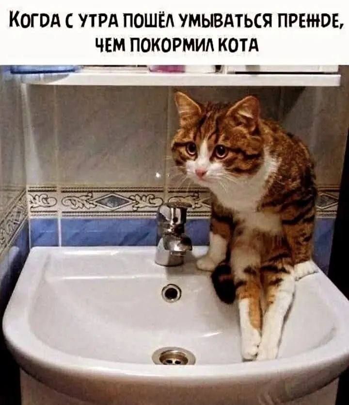 Когда с утра пошёл умываться прежде, чем покормил кота