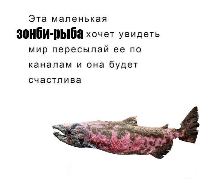 Эта маленькая зонби-рыба хочет увидеть мир пересылай её по каналам и она будет счастлива