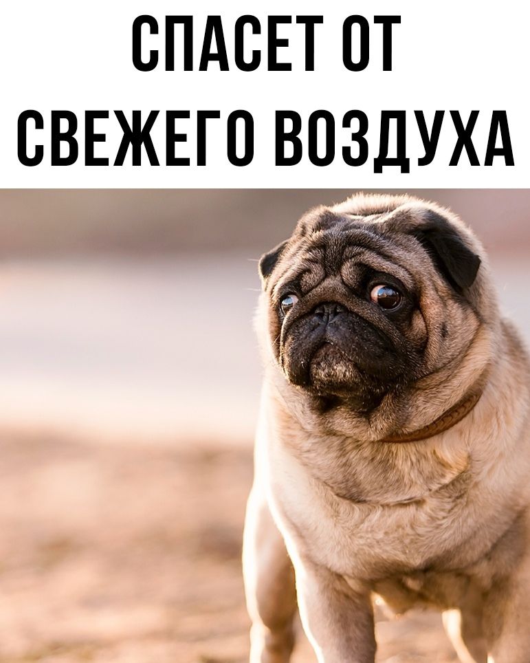 СПАСЕТ ОТ СВЕЖЕГО ВОЗДУХА