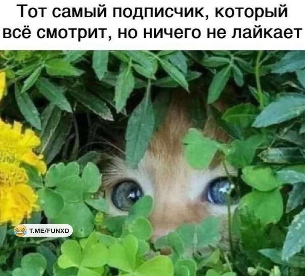 Тот самый подписчик, который всё смотрит, но ничего не лайкает