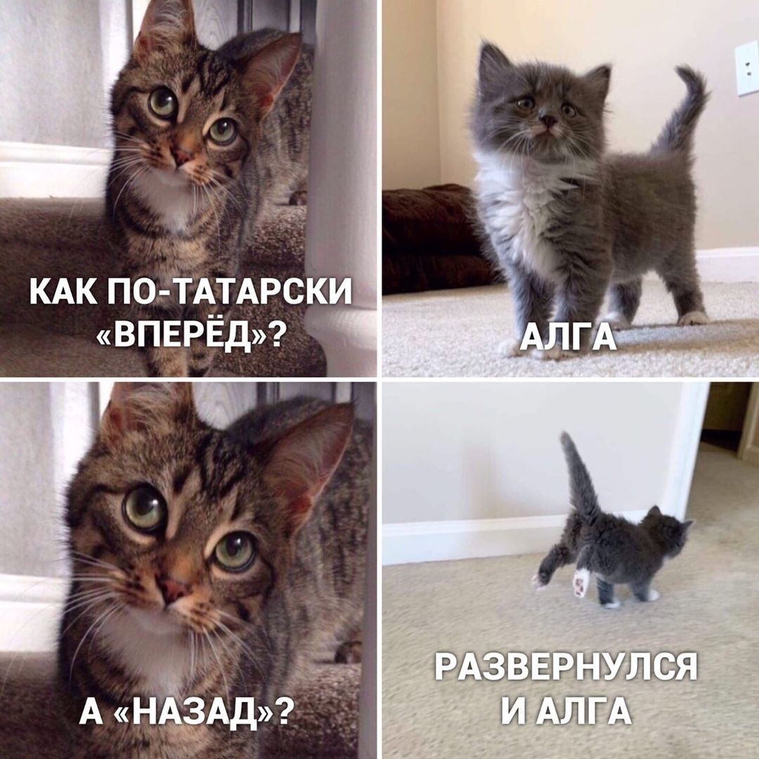 КАК ПО-ТАТАРСКИ «ВПЕРЁД»?\nАЛГА\nА «НАЗАД»?\nРАЗВЕРНУЛСЯ И АЛГА