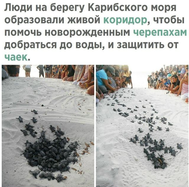 Люди на берегу Карибского моря образовали живой коридор, чтобы помочь новорождённым черепахам добраться до воды, и защитить от чаек.