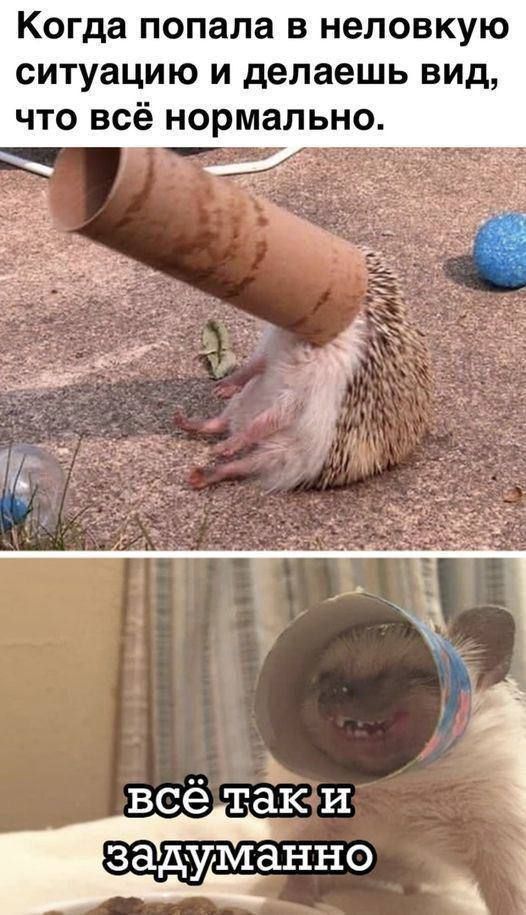 Когда попала в неловкую ситуацию и делаешь вид, что всё нормально.\nвсё так и задумано