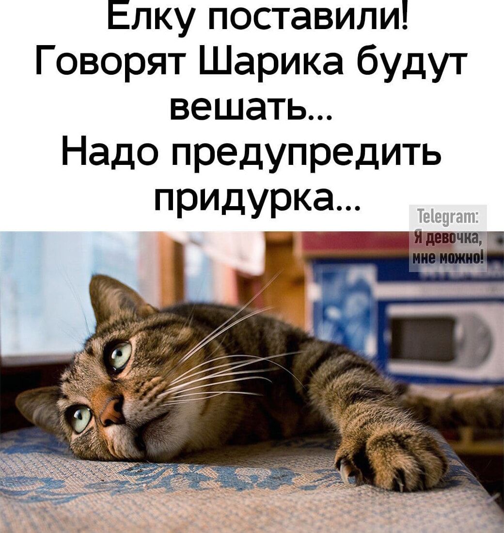 Елку поставили! Говорят Шарика будут вешать... Надо предупредить придурка...\nTelegram: Я девочка, мне можно!