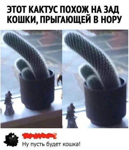 ЭТОТ КАКТУС ПОХОЖ НА ЗАД КОШКИ, ПРЫГАЮЩЕЙ В НОРУ

Ну пусть будет кошка!