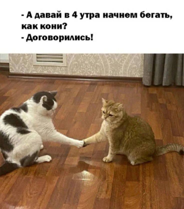 - А давай в 4 утра начнем бегать, как конi? - Договорились!