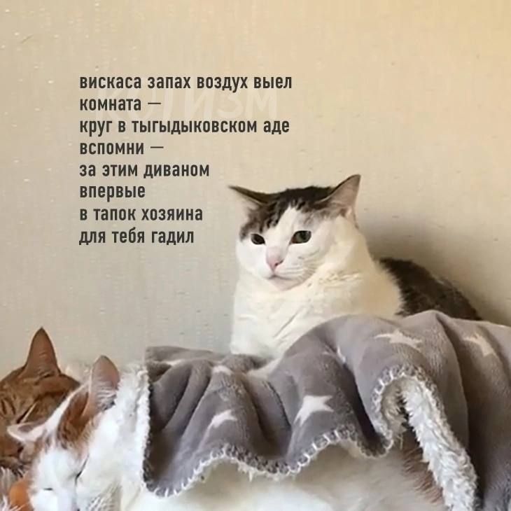 вискаса запах воздух вывел
комната — 
kруг в тыгыдыковском аду
вспомни —
за этим диваном
впервые
в тапок хозяина
для тебя гадил