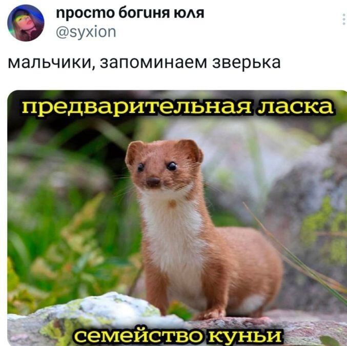 нпросто богиня юля
@syxion
мальчики, запоминаем зверька
предварительная ласка
семейство куньи