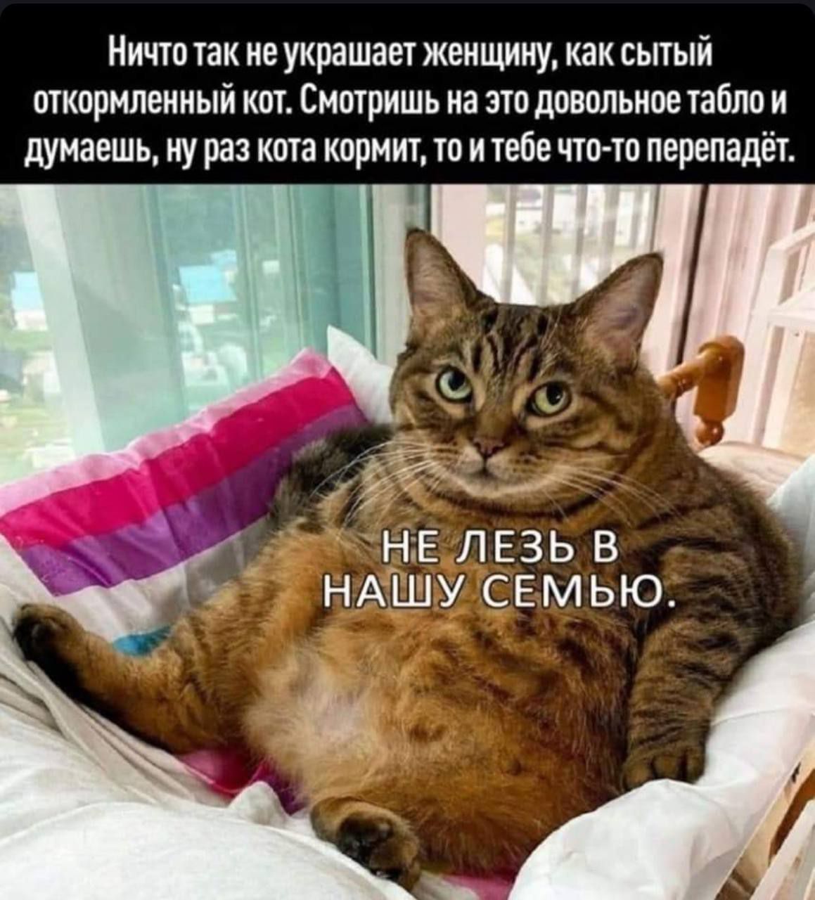 Ничто так не украшает женщину, как сытый откормленный кот. Смотришь на это довольное табло и думаешь, ну раз кота кормит, то и тебе что-то перепадёт. НЕ ЛЕЗЬ В НАШУ СЕМЬЮ.