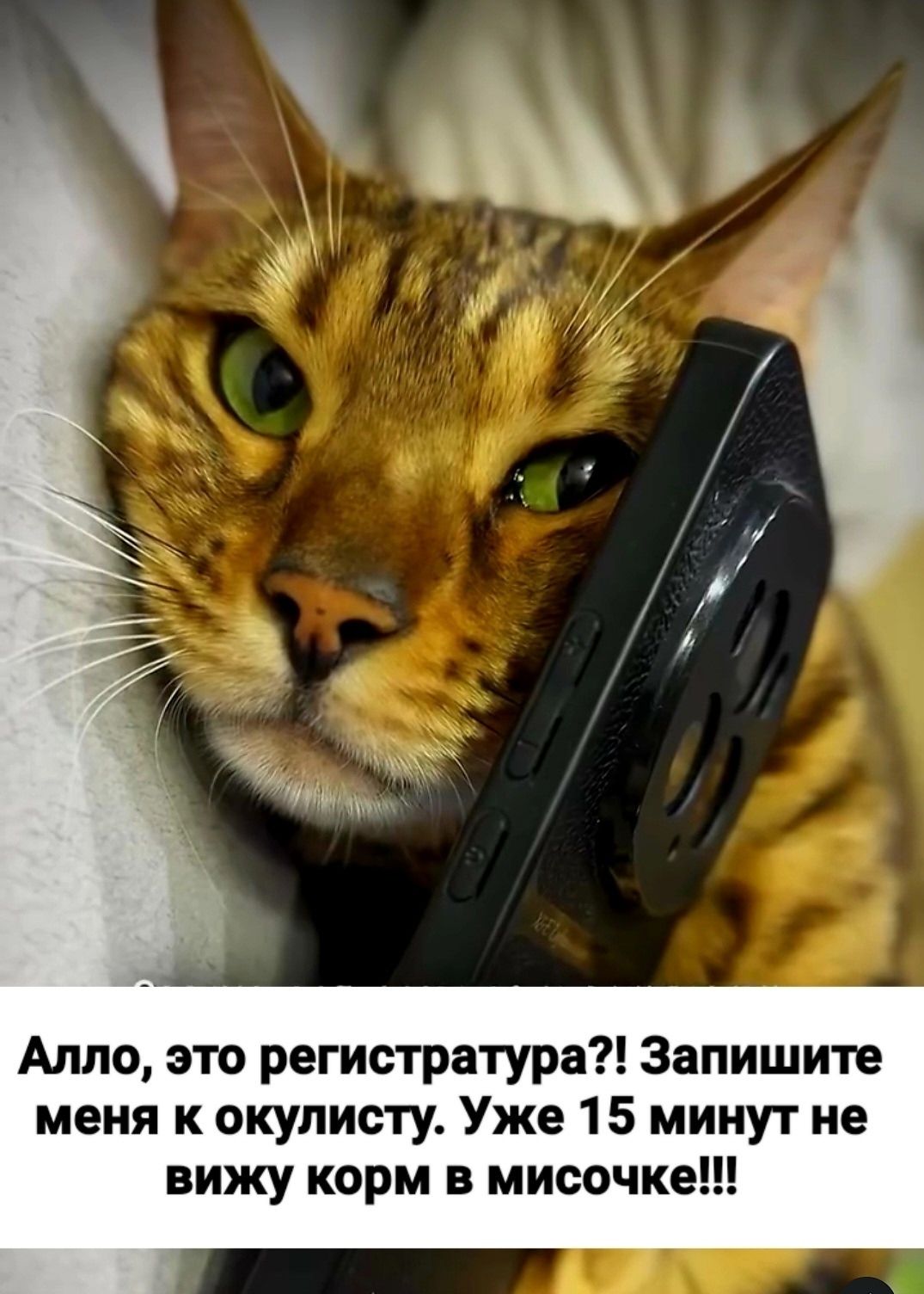 Алло, это регистратура?! Запишите меня к окулисту. Уже 15 минут не вижу корм в мисочке!!!