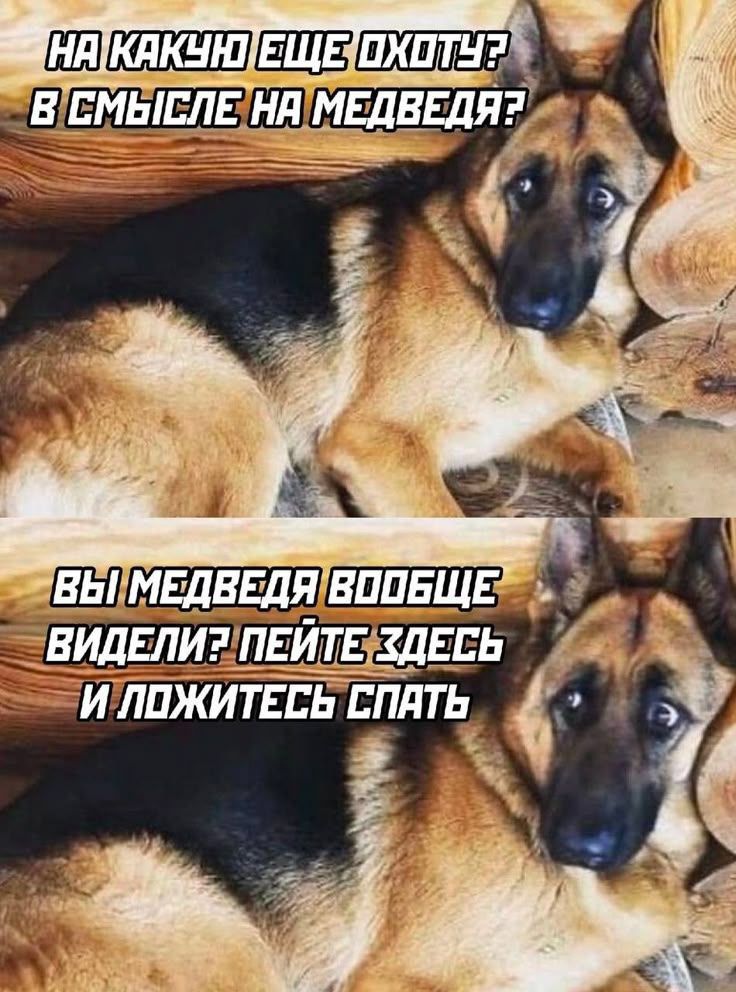 НА КАКУЮ ЕЩЕ ОХОТУ? В СМЫСЛЕ НА МЕДВЕДЯ? ВЫ МЕДВЕДЯ ВООБЩЕ ВИДЕЛИ? ПЕЙТЕ ЗДЕСЬ И ЛОЖИТЕСЬ СПАТЬ
