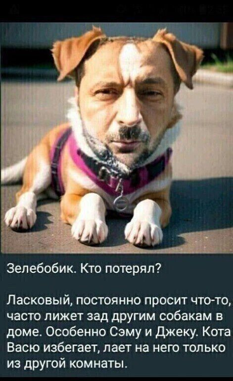 Зелебобик. Кто потерял? Ласковый, постоянно просит что-то, часто лижет зад другим собакам в доме. Особенно Сэму и Джеку. Кота Васю избегает, лает на него только из другой комнаты.