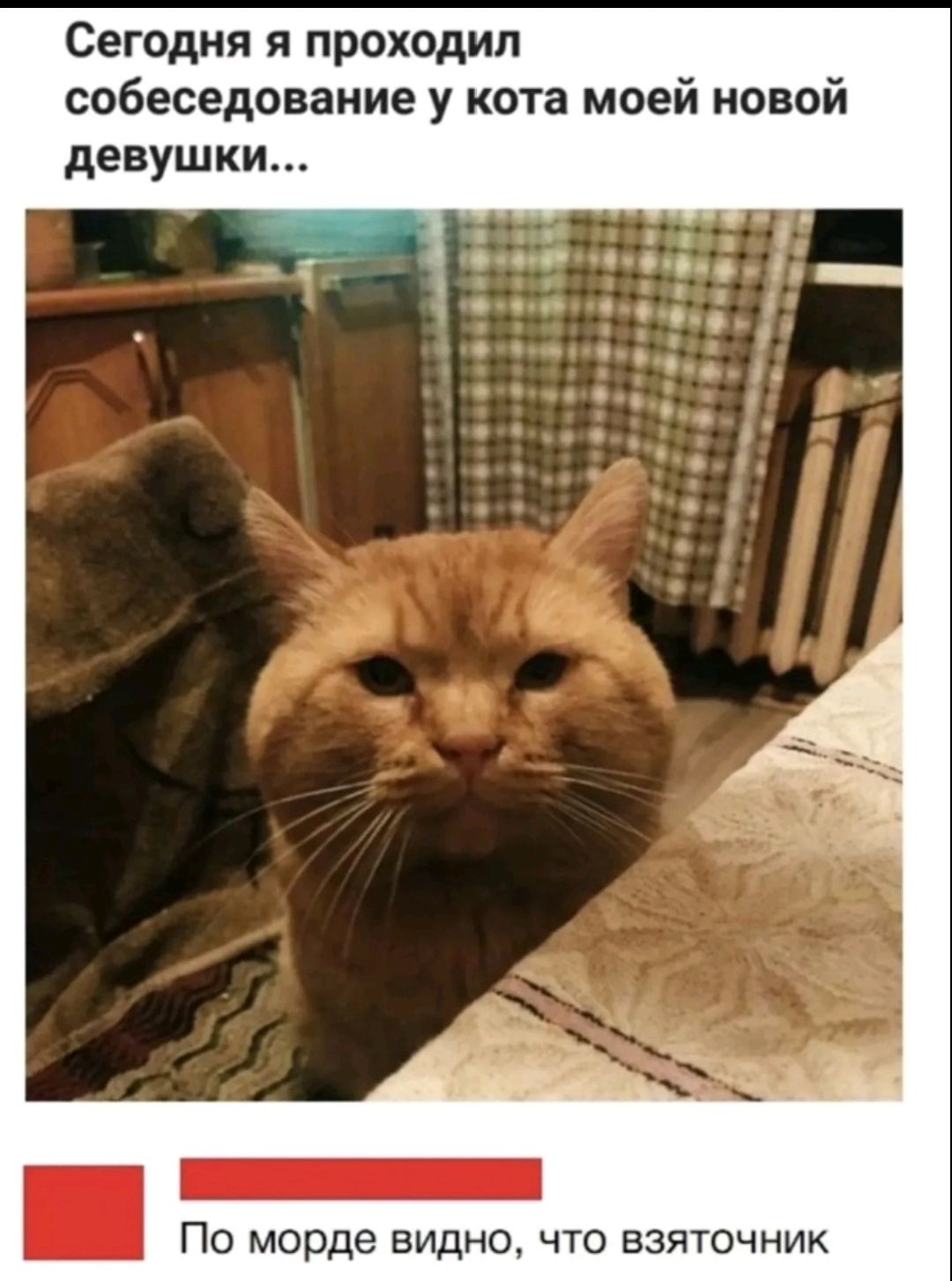 Сегодня я проходил собеседование у кота моей новой девушки...

По морде видно, что взяточник