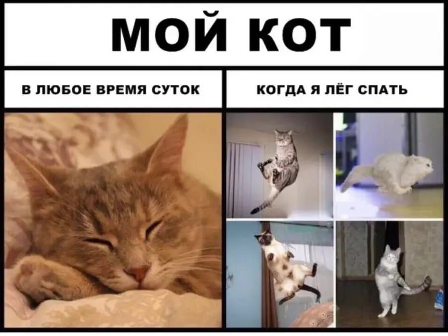 МОЙ КОТ
В ЛЮБОЕ ВРЕМЯ СУТОК
КОГДА Я ЛЁГ СПАТЬ