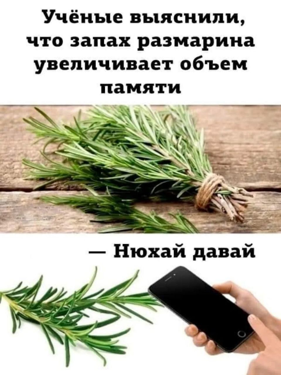Учёные выяснили, что запах размарина увеличивает объём памяти — Нюхай давай